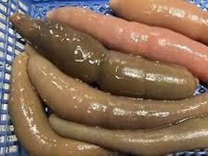 5 Fakta Unik Ikan Penis yang Eksotis dan Gurih Umami