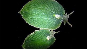 Siput laut, yang terlihat seperti daun. Ia bisa bertahan tanpa makanan selama 9 bulan lantaran bisa fotosintesis seperti tanaman saat mendapat sinar Matahari. Foto: Bored Panda