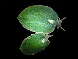 Potret Benda dan Hewan Aneh yang Menambah Pengetahuan