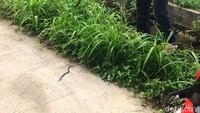 Selain belasan 12 telur, sebanyak 3 anak ular kobra juga pernah ditemukan di tersebut. 3 anak ular kobra itu ditemukan sekitar 3 pekan lalu. (dok. Warga Villa Citayam).