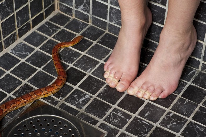 Young woman and a corn snake. Adobe RGB.