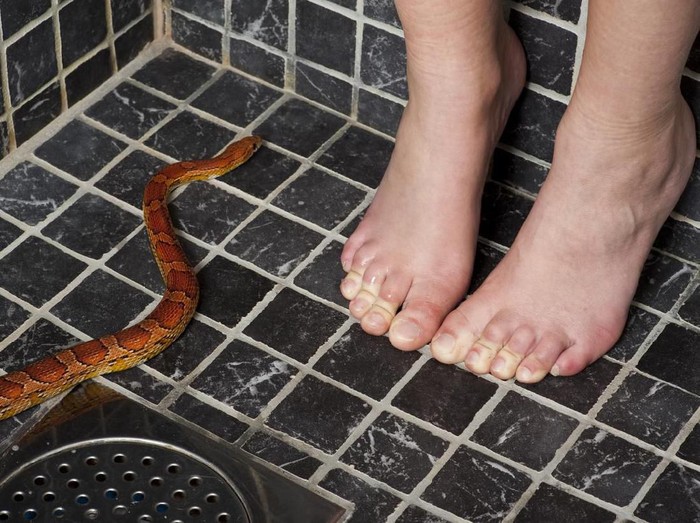 Young woman and a corn snake. Adobe RGB.