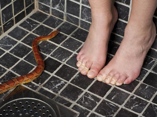 Ilustrasi ular Young woman and a corn snake. Adobe RGB.