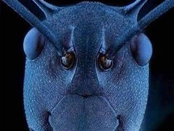 Potret Benda dan Hewan Aneh yang Menambah Pengetahuan