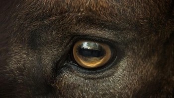 Kambing. Foto: Livescience