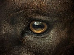 Menakjubkan! Mata Makhluk Hidup Dilihat dari Dekat