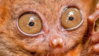 Tarsius. Foto: Livescience