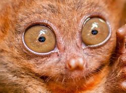 Menakjubkan! Mata Makhluk Hidup Dilihat dari Dekat