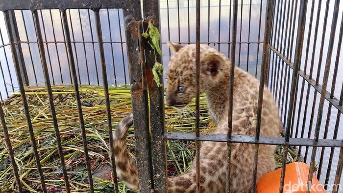 Polda Riau membongkar sindikat perdagangan satwa liar. Barang bukti ada anak singa dan macan tutul.