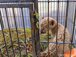 Perawatan Tak Memadai, Bayi Macan Tutul Selundupan Mati di Pekanbaru