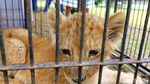 Lucunya Anak-anak Singa yang Diamankan Polda Riau