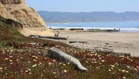 Kondisi ombak di pantai ini pun cukup tenang, menjadikannya spot asyik untuk main paddleboard hingga main air di permukaan pantai (California Beaches)