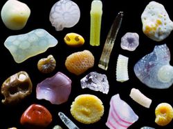 Potret Benda dan Hewan Aneh yang Menambah Pengetahuan