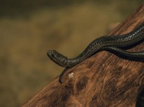 Apakah Semua Ular Makan Tikus? Ini Fakta Menariknya!