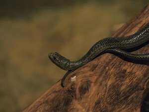 Apakah Semua Ular Makan Tikus? Ini Fakta Menariknya!
