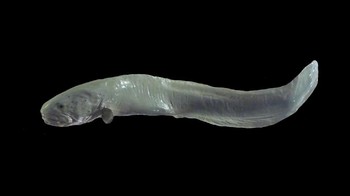 Ada lagi nih belut mirip penis yang suka disebut ikan ventilasi jambon (Thermarces cerberus). Disebut begitu karena habitatnya di dekat ventilasi hidrotermal bawah laut di Samudera Pasifik yang mengeluarkan gelembung panas. (Wikipedia)