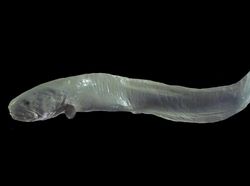 Foto Aneka Hewan yang Mirip Alat Kelamin Pria