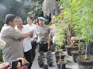 Ibu RT di Parongpong Bandung Barat Tanam Ganja dengan Dalih Obat Kanker