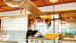 Foto: Hotel Kapsul Unik, Menginap Bareng Kucing