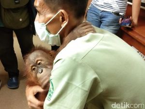 BKSDA Bali Bawa Orang Utan Selundupan WN Rusia ke Sumatera