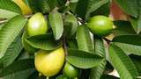 Benarkah Daun Jambu Biji Bisa untuk Perawatan Rambut? Ini Kata Pakar
