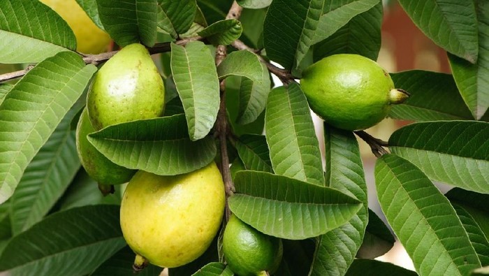 6 Manfaat Daun Jambu Biji untuk Kesehatan