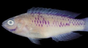 Spesimen ikan Wakanda yang diteliti para ilmuwan. ikan ini dijumpai di sisi timur Pulau Zanzibar, Tanzania, sisi timur Benua Afrika yang ada di Samudera Hindia (Jon Fong © 2018 California Academy of Sciences)