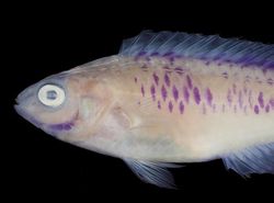 Foto Ikan Wakanda yang Sungguhan Ada