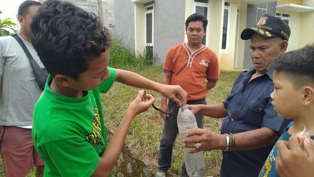 Fajar menemukan ular kobra di saluran air.