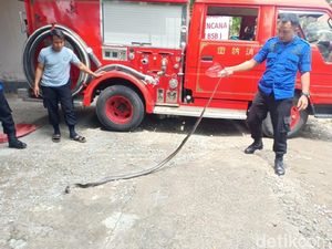 Hiii!! Kobra 2 Meter Masuk ke Rumah Warga di Bantaeng Sulsel