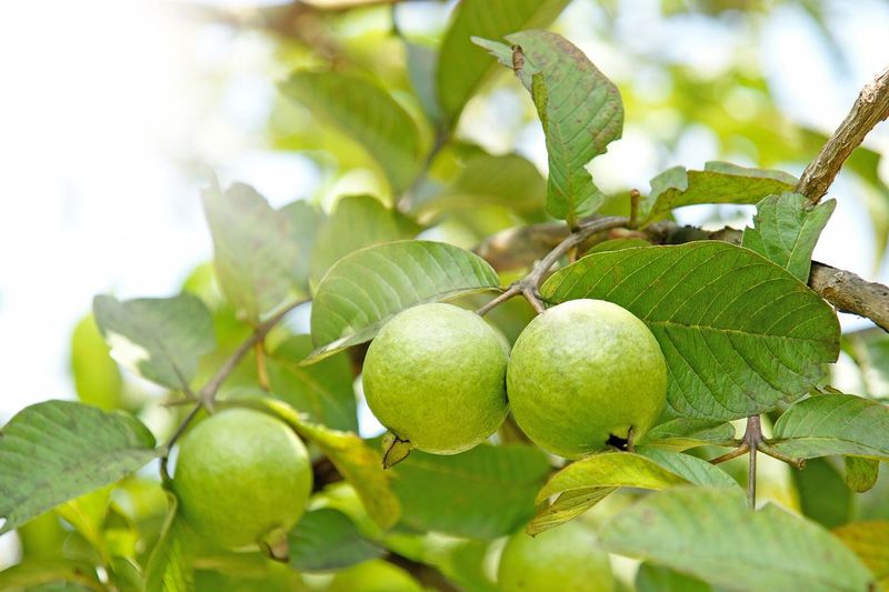 Guava fruit hanging on the limbs of a tree.  Image taken in Costa Rica.