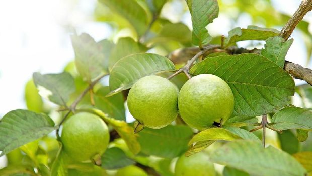 Guava fruit hanging on the limbs of a tree.  Image taken in Costa Rica.