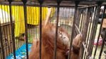 Kasihan! Anak Orang Utan Ini Ditemukan Lemas di Pekanbaru