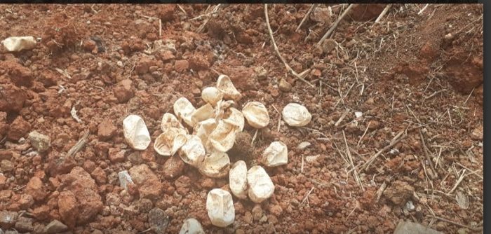Damkar Bekasi Temukan 30 Cangkang Telur Ular Kobra di Perumahan Warga