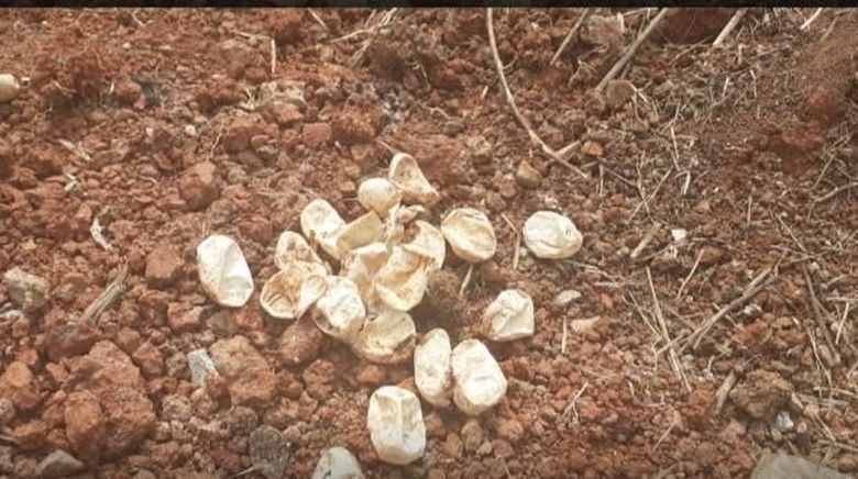Damkar Bekasi Temukan 30 Cangkang Telur Ular Kobra di Perumahan Warga