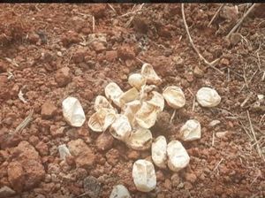 Damkar Bekasi Temukan 30 Cangkang Telur Ular Kobra di Perumahan Warga