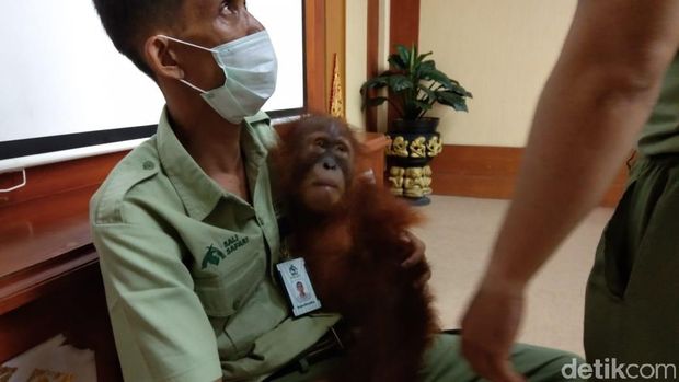 BKSDA Bali Bawa Orang Utan Selundupan WN Rusia ke Sumatera