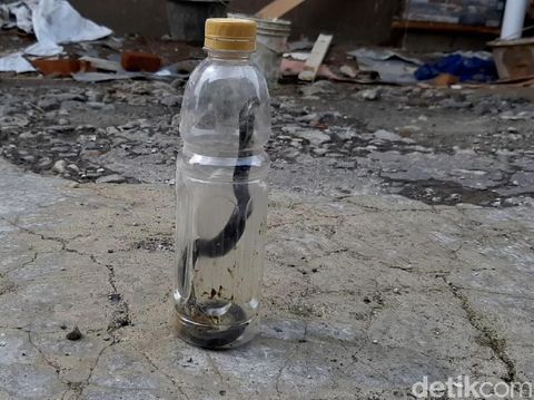 10 Kobra Teror Warga Perumahan Tata Lestari Tasikmalaya 
