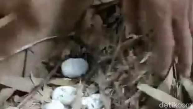 Telur Ular Kobra di Tabanan Bali (DOK. ISTIMEWA)