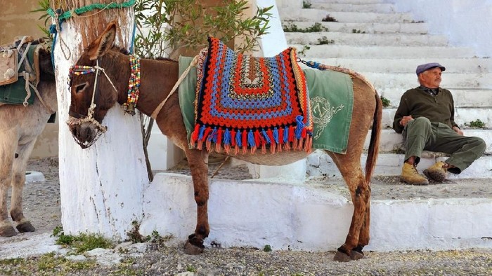 Keledai Santorini