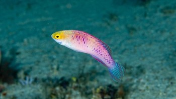 California Academy of Sciences. Mereka mengumumkan penemuan 71 spesies hewan baru sepanjang 2019. Salah satunya ikan Vibranium Fairy Wrasse dengan nama latin Cirrhilabrus wakanda (Luiz Rocha © 2018 California Academy of Sciences)