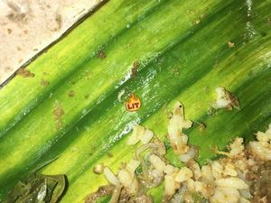Asyik Makan Nasi Padang, Netizen Ini Histeris Temukan Banyak Belatung