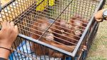 Kasihan! Anak Orang Utan Ini Ditemukan Lemas di Pekanbaru