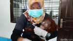 Kasihan! Anak Orang Utan Ini Ditemukan Lemas di Pekanbaru