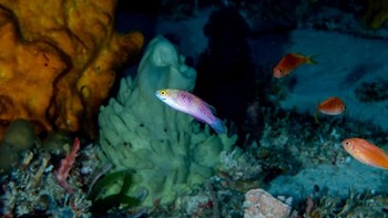 Wakanda adalah negeri fiktif superhero Black Panther. Namun ilmuwan menemukan spesies baru ikan Wakanda. (Luiz Rocha © 2018 California Academy of Sciences)