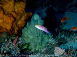 Foto Ikan Wakanda yang Sungguhan Ada