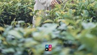 Sering syuting dan buat konten bersama, begini manisnya momen Betrand dan Sarwendah saat syuting video klip di tengah perkebunan teh yang masih asri. Foto: Instagram @sarwendah29