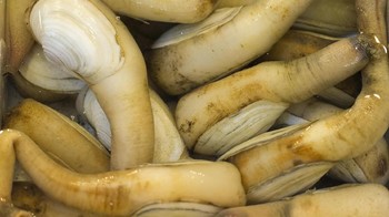 Di Amerika dan China ada Tiram Geoduck (Panopea generosa) yang memiliki bagian menyerupai penis, keluar dari cangkang tiramnya. Bagian itu adalah organ siphon pada tiram yang bisa tumbuh sepanjang 1 meter. Hewan ini umum dikonsumsi di Amerika dan China (iStock)