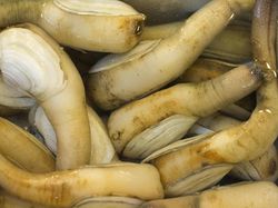 Foto Aneka Hewan yang Mirip Alat Kelamin Pria