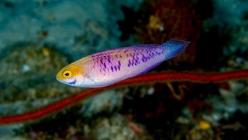 Ikan Wakanda ini masuk ke jenis ikan Wrasse, dari famili Labridae yang kebanyakan spesiesnya berwarna cerah dan cantik. Mereka hidup di antara terumbu karang (Luiz Rocha © 2018 California Academy of Sciences)